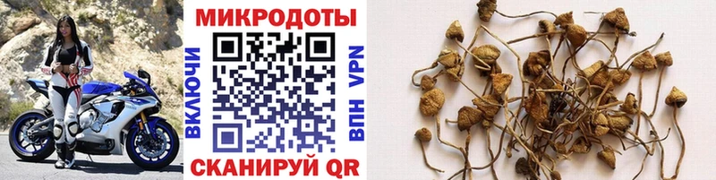 Псилоцибиновые грибы Psilocybe  купить наркоту  Пестово 